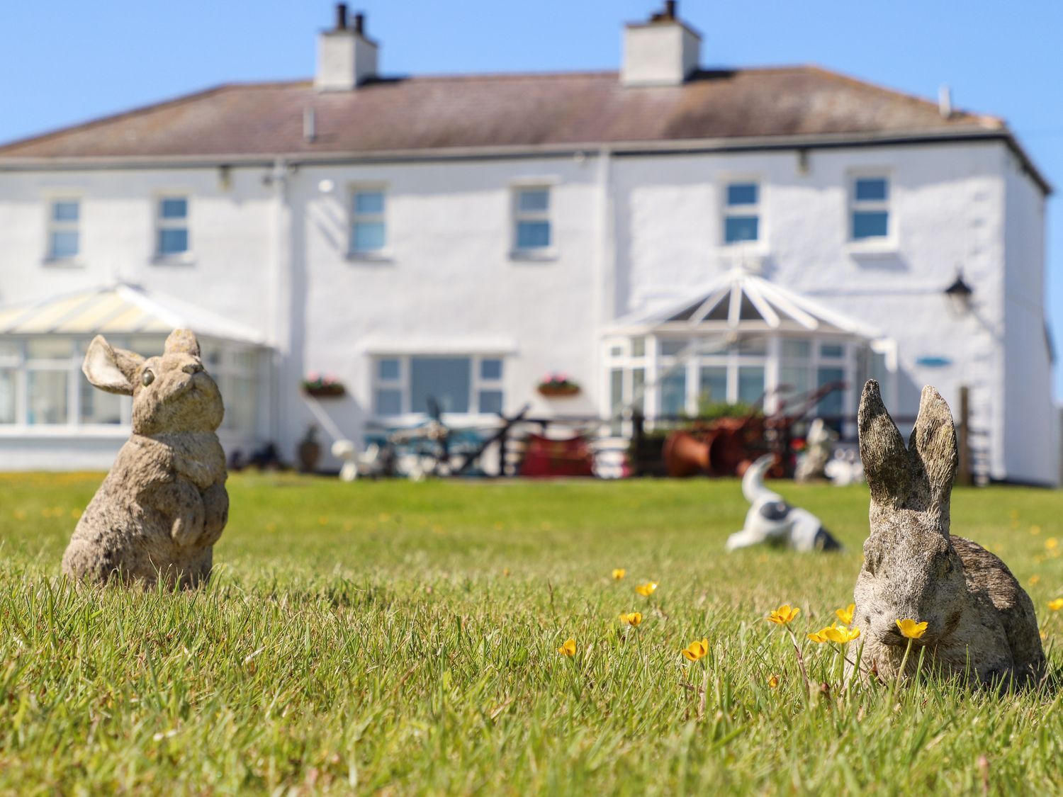 Two rabbits in a grassy yard with a white house in the background