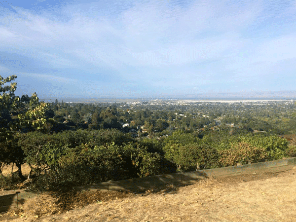 Backyard view