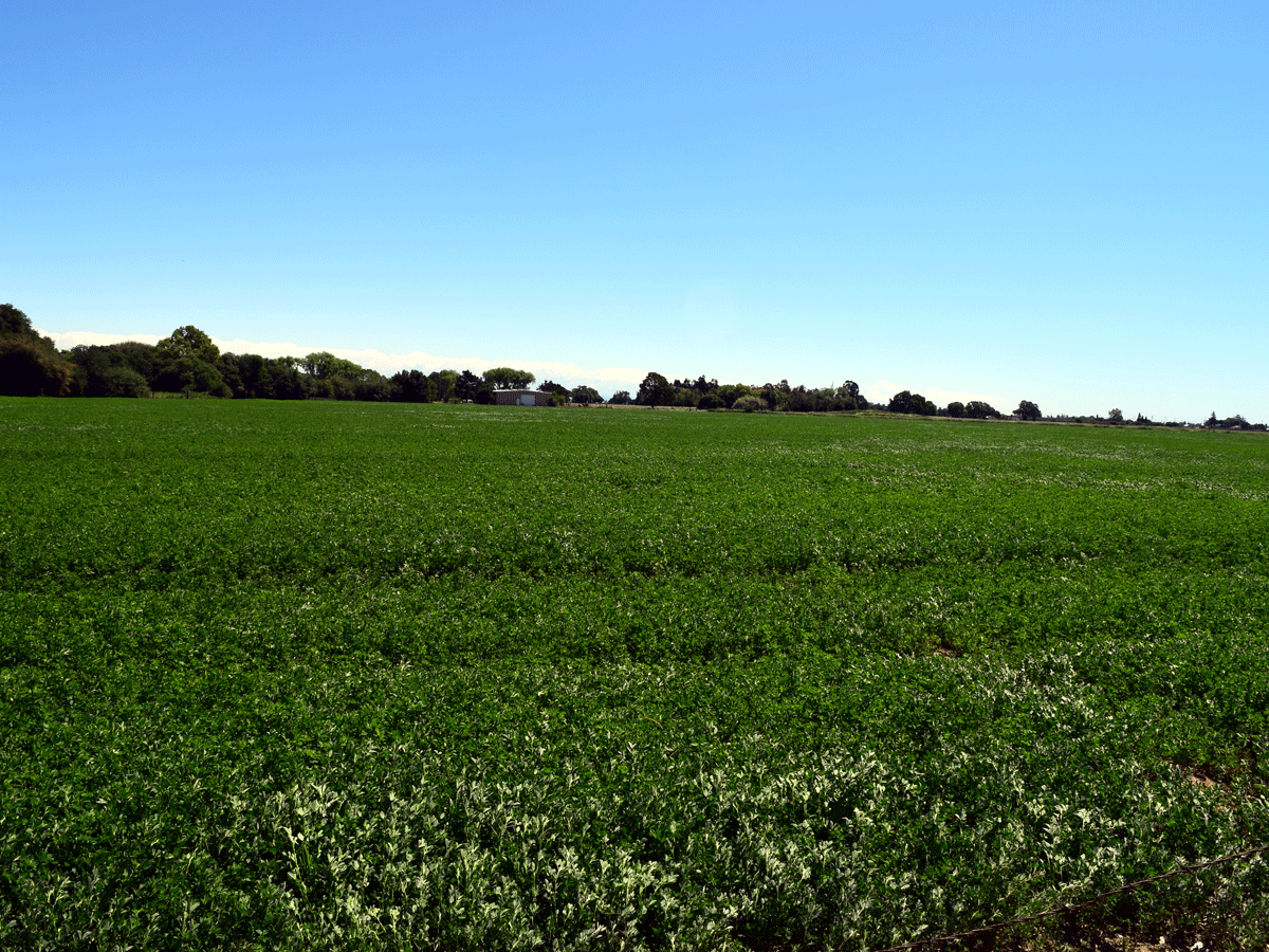 Acampo farmland