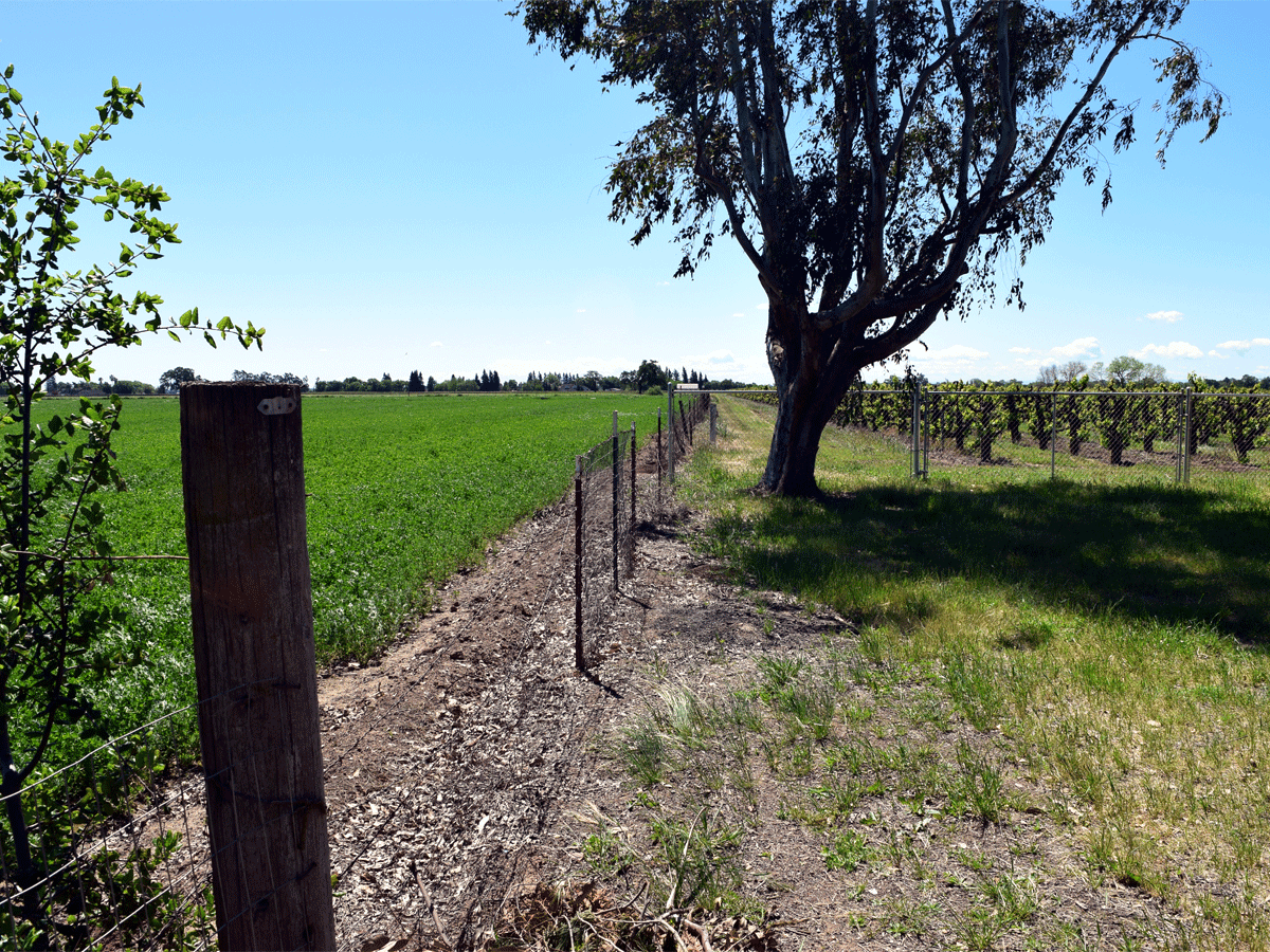 Acampo farmland