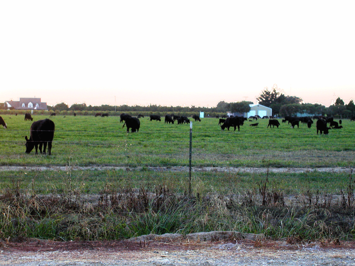 Acampo farmland