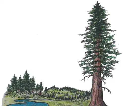 Thomas Redwood Homes Thomas Redwood Homes