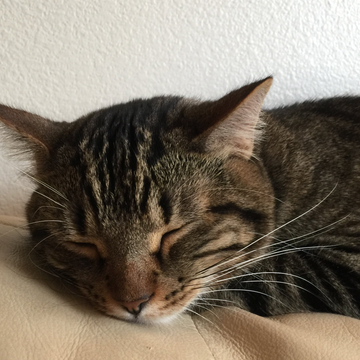 Female Veterinarian and a Cat - Veterinary Clinic in Oro Valley, AZ