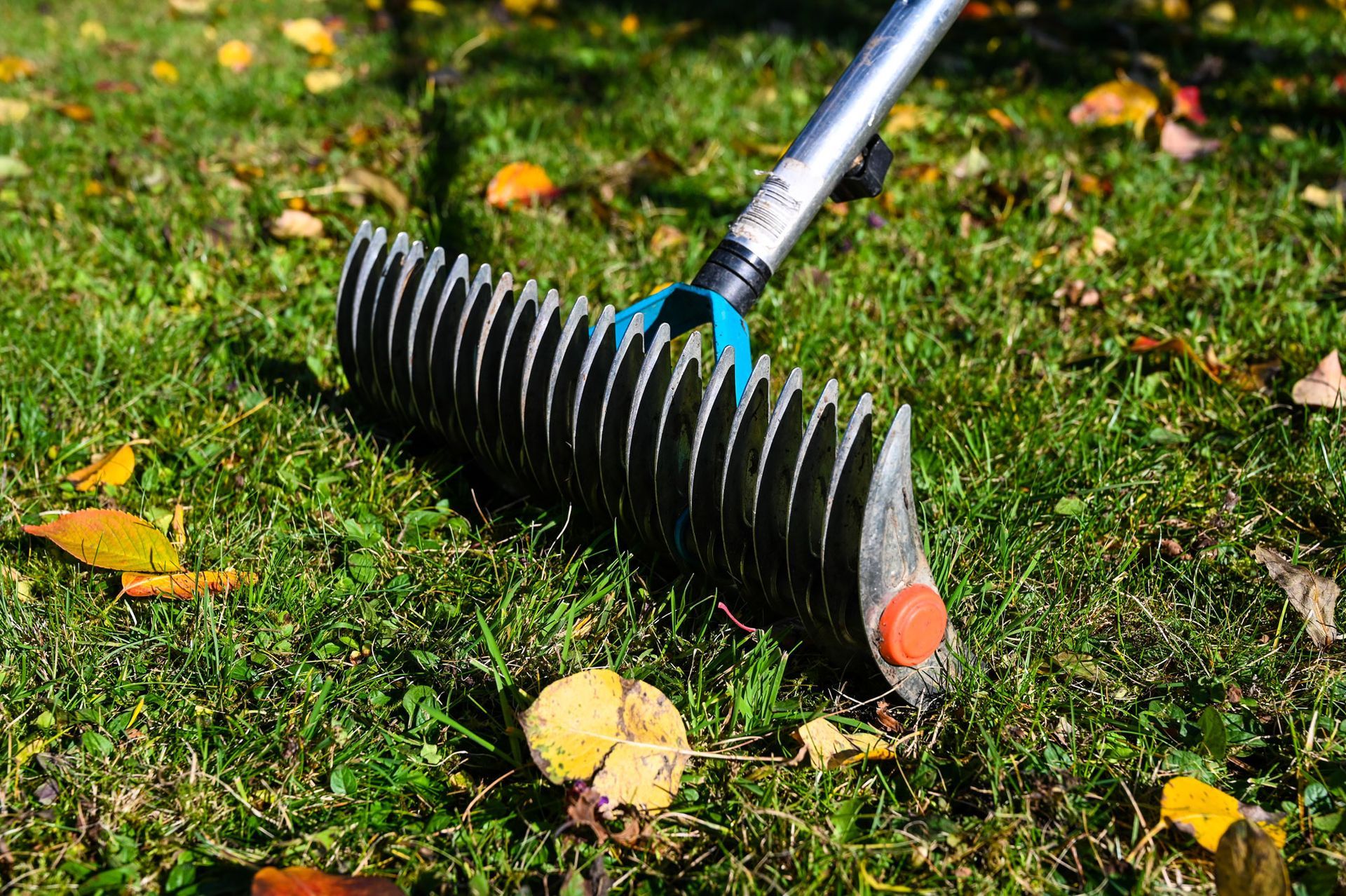 A lawn thatcher in a garden with yellow leaves on the grass