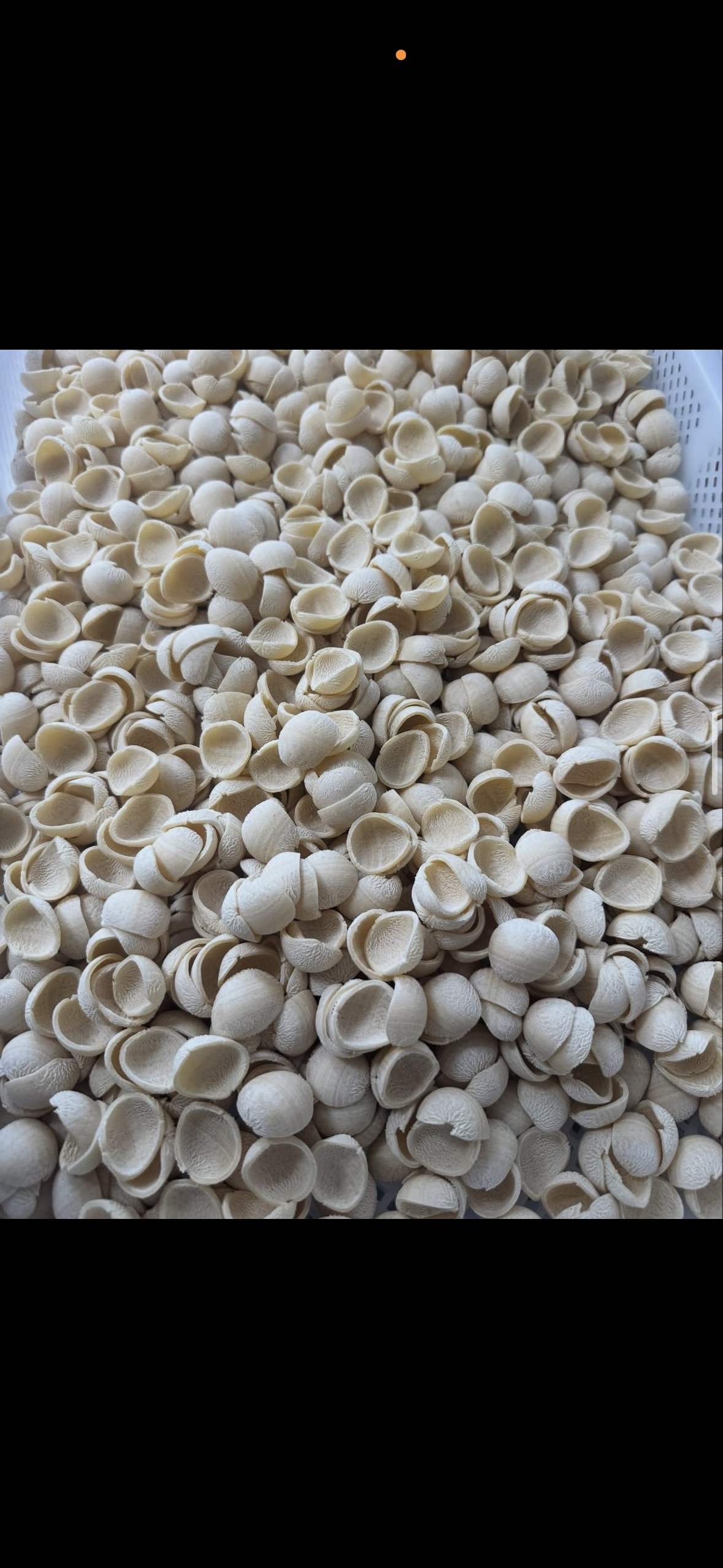 Pile of white seashells filling the frame