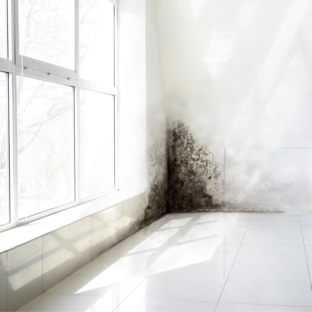 A corner of a house by a window filled with black mold spores