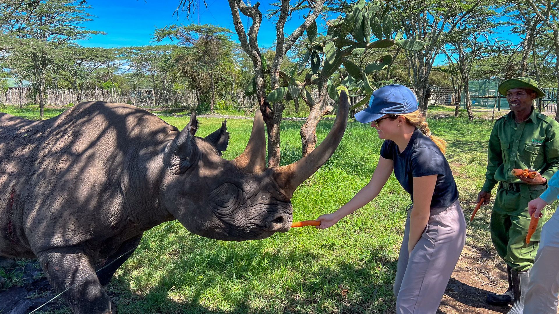 African Animals 