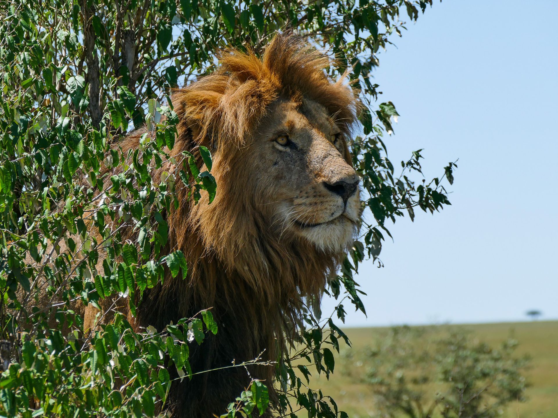 Lion