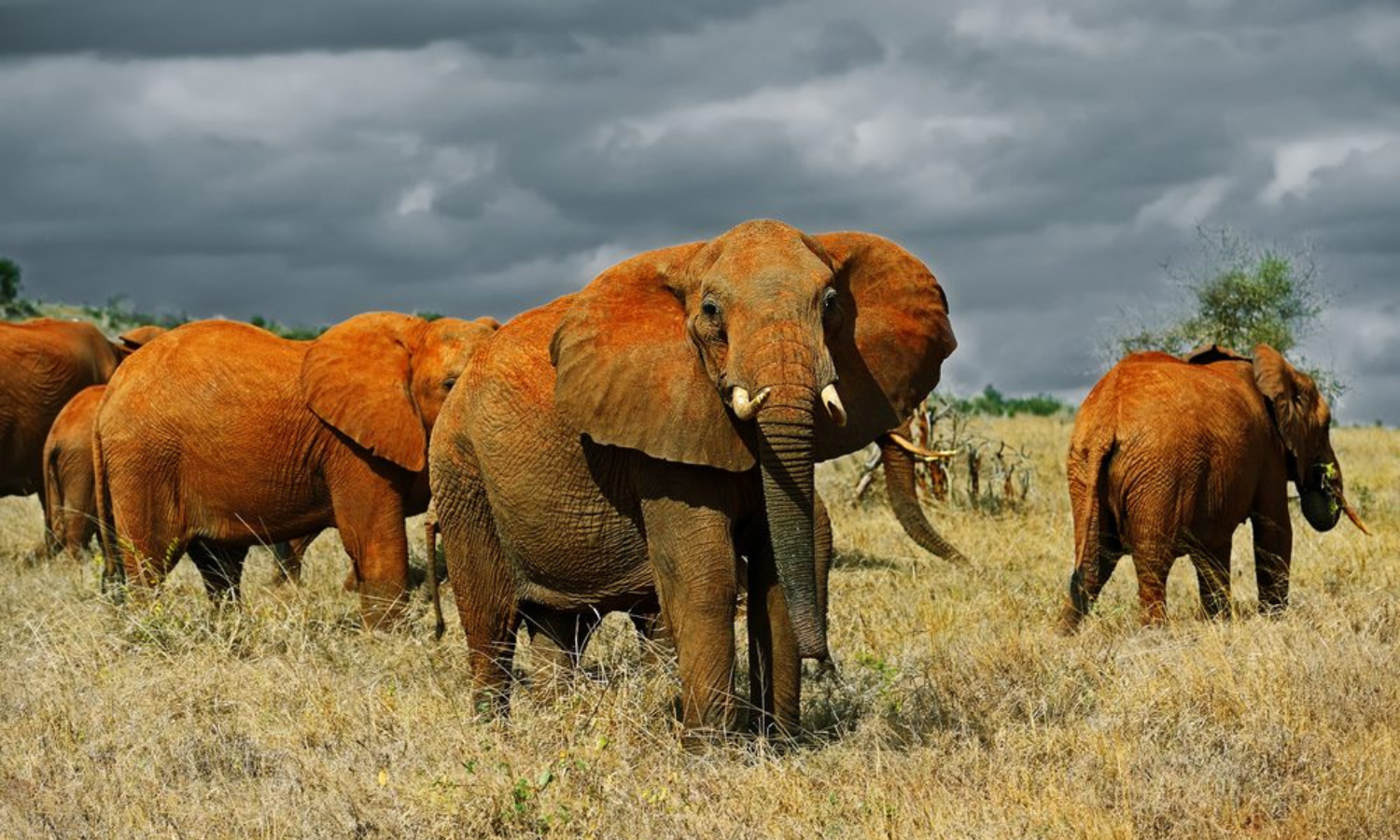A herd of elephants at Tsavo National Park