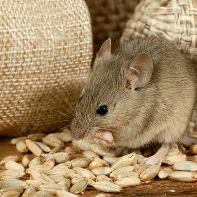 A brown mouse nibbles on sunflower seeds in front of textured fabric sacks.