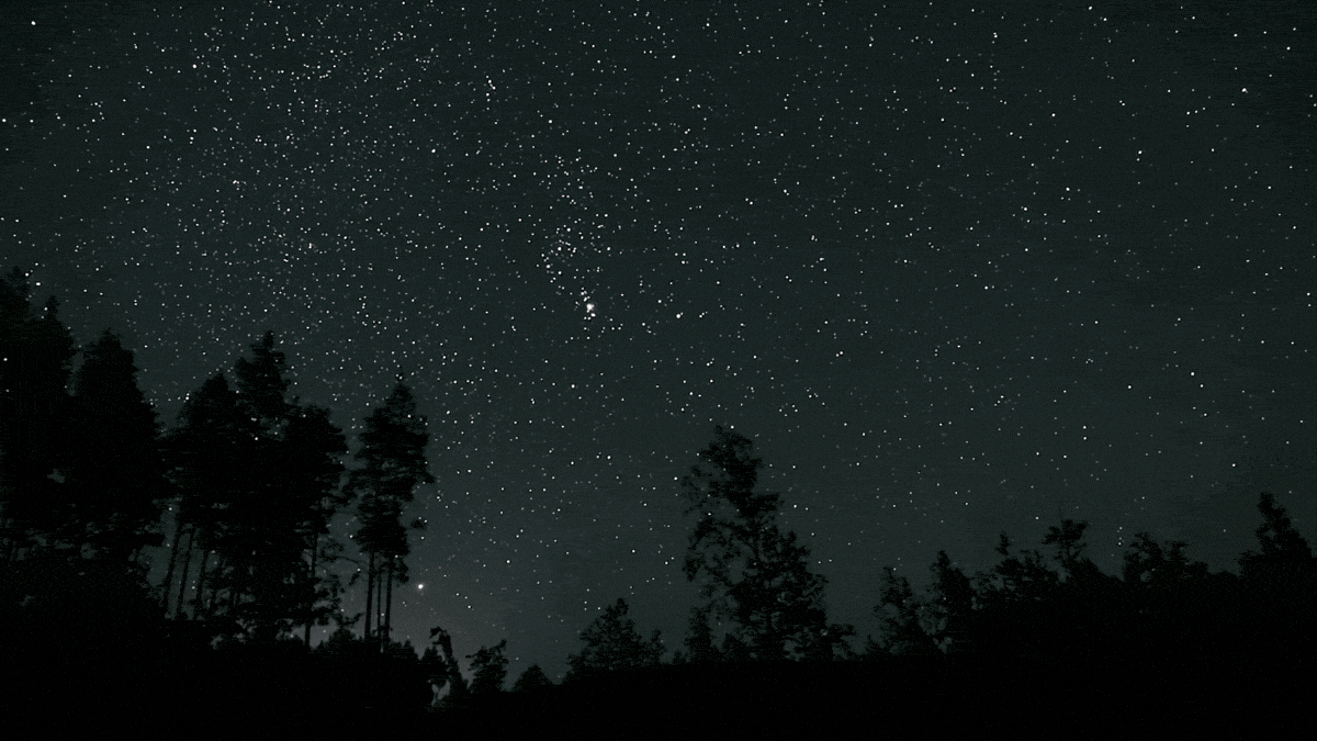 Starry night sky over dark silhouettes of trees on a forested horizon