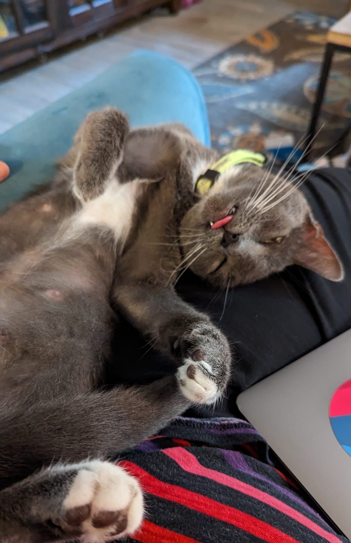 A cat is laying on its back on a person 's lap.