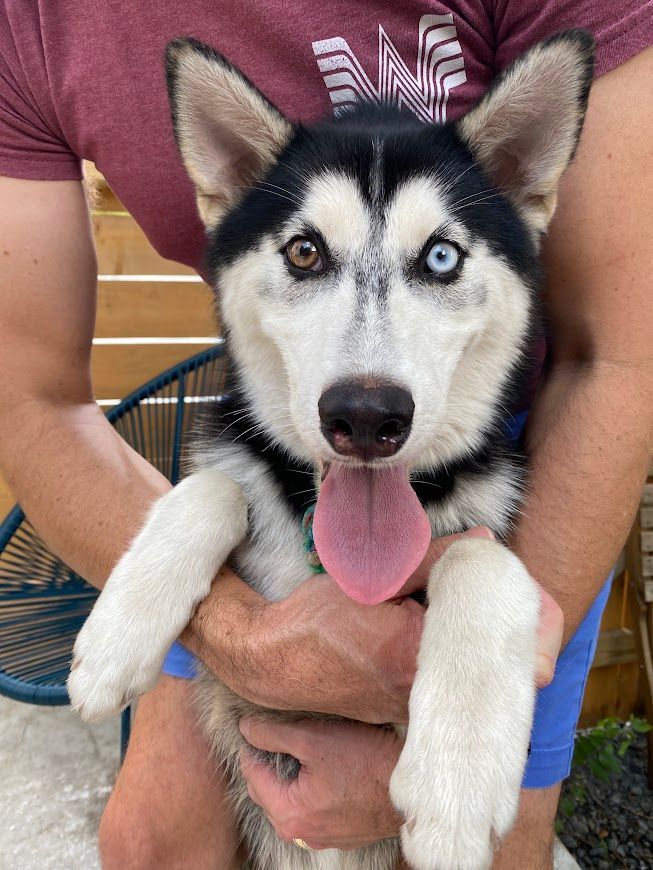 A man is holding a husky puppy with two different colored eyes.