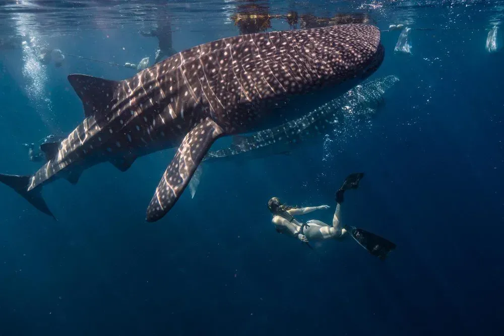 A whale shark swims above a snorkeler in clear blue ocean water.