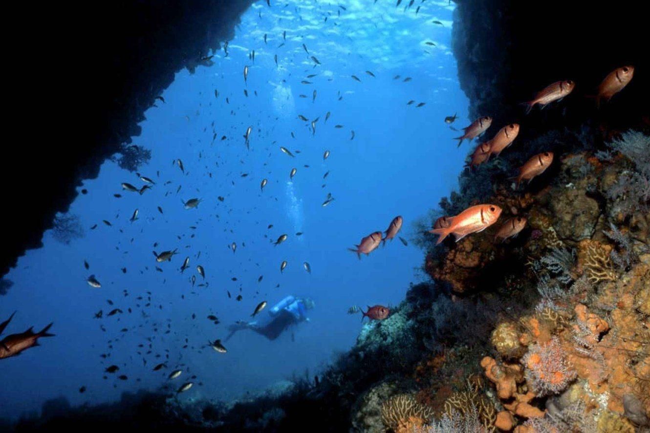 Fish swimming in a blue underwater cave with coral-covered rocks