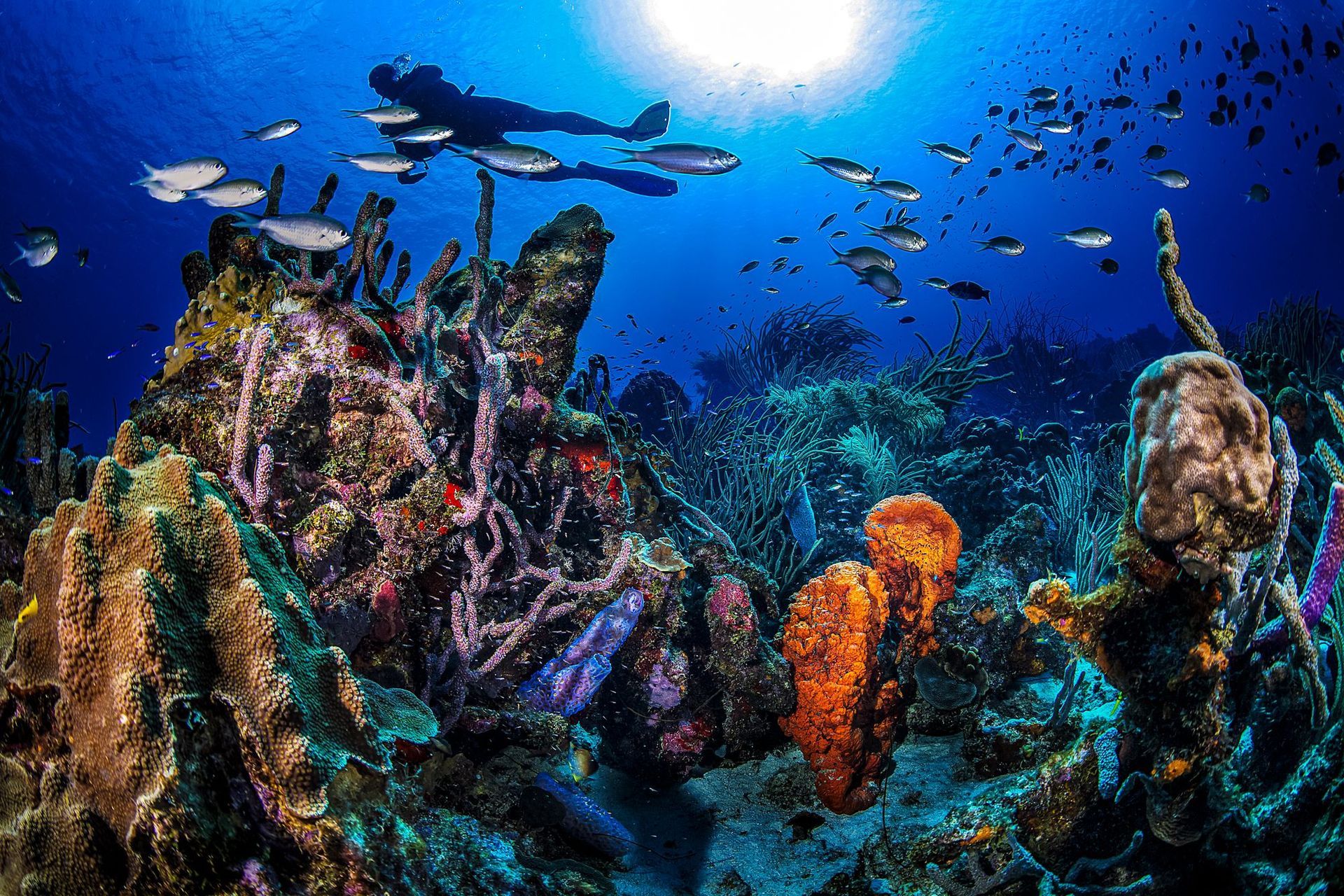 Colorful coral reef underwater with fish swimming in bright blue sunlight