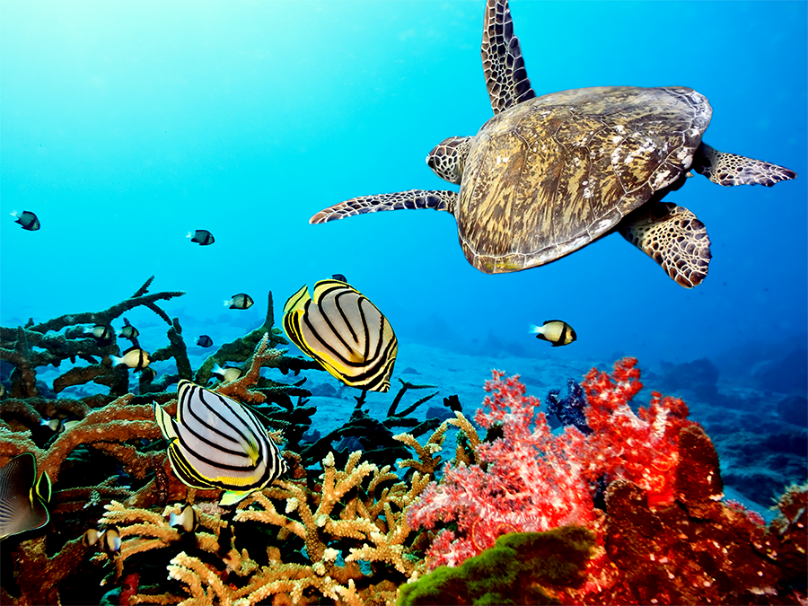 Sea turtle gliding above colorful coral reef with striped fish in clear blue water