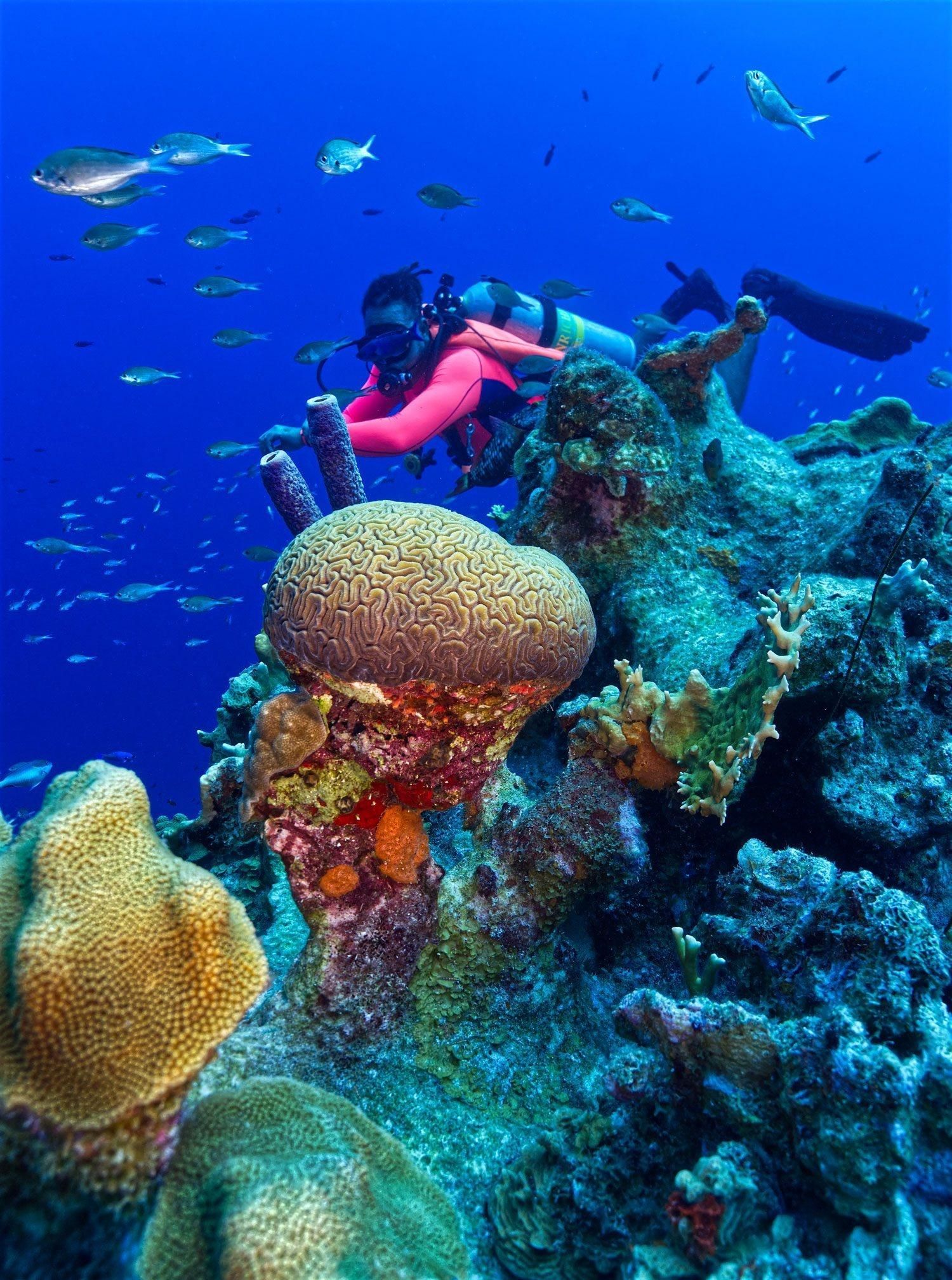 Two scuba divers in pink and blue swim above a colorful coral reef in clear blue water