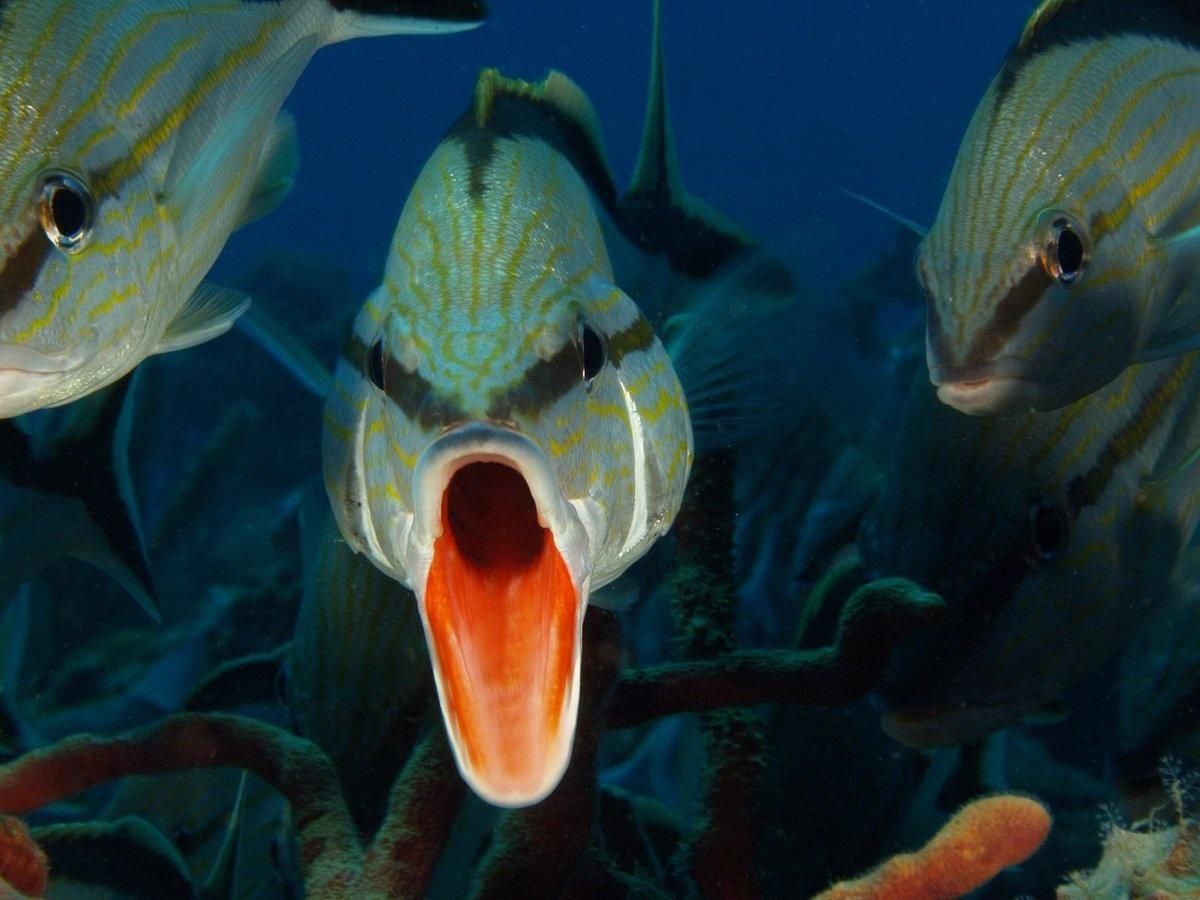 Close-up of three fish underwater, with a central fish opening its mouth wide.