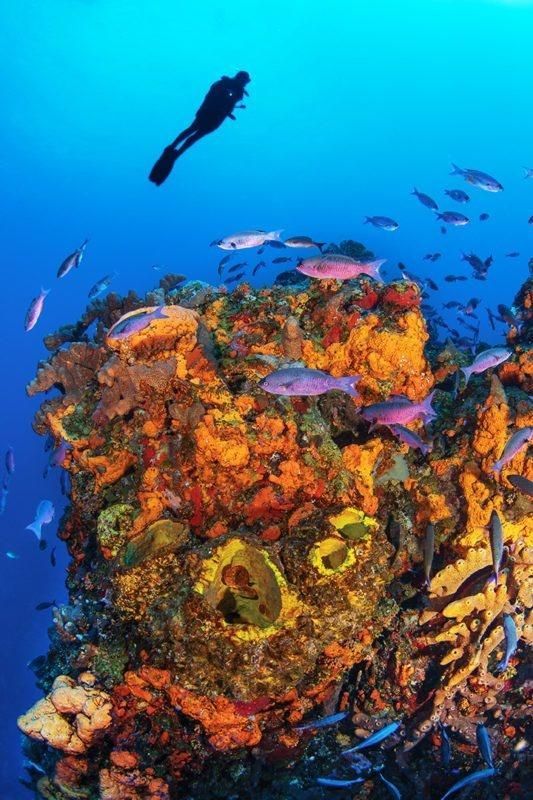 Colorful coral reef underwater with fish swimming around and a diver above