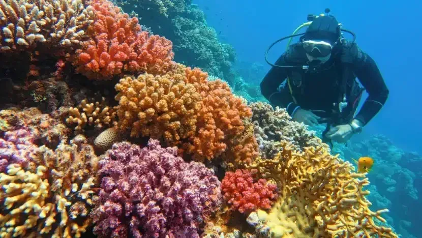Scuba diver photographing a colorful coral reef underwater