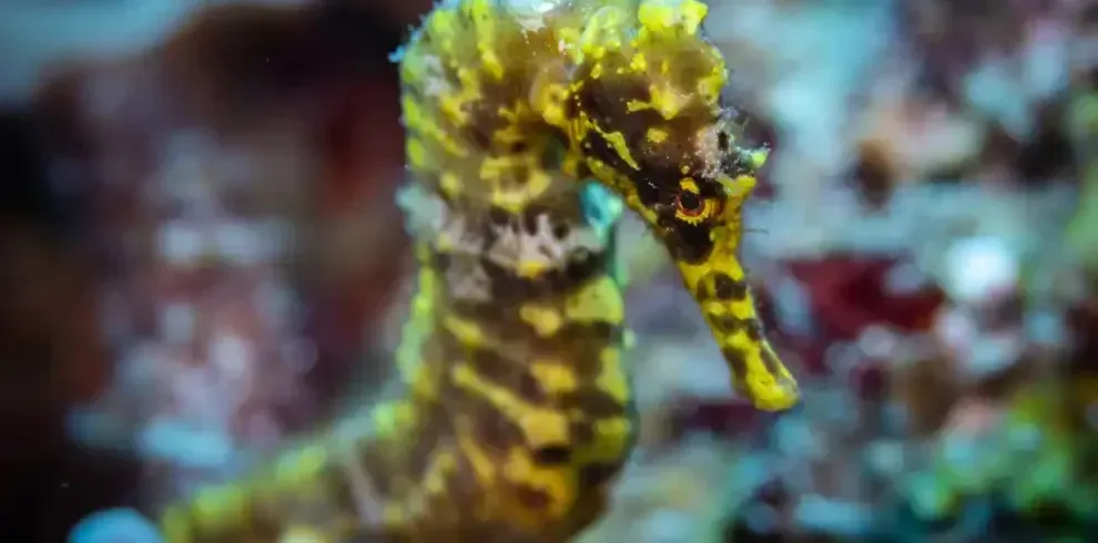 Yellow-and-brown seahorse against a blurred underwater coral background