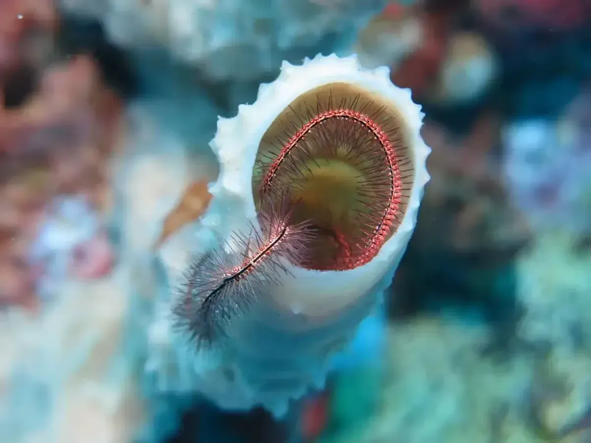 Close-up of a colorful marine worm or tiny sea creature against a blurred underwater background
