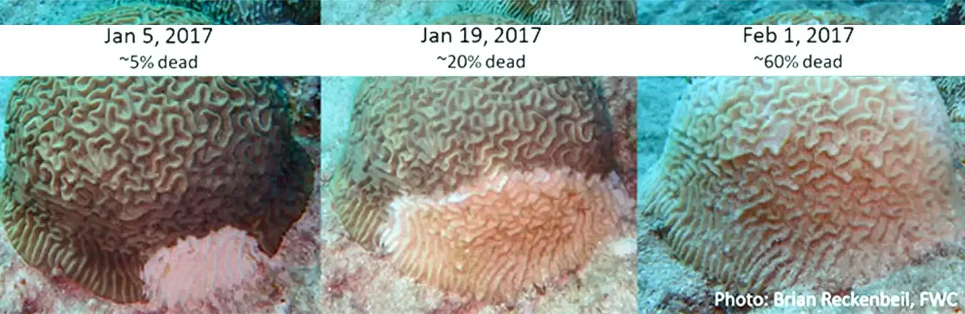 Three side-by-side close-ups of a skin rash labeled by date, showing changing redness and texture