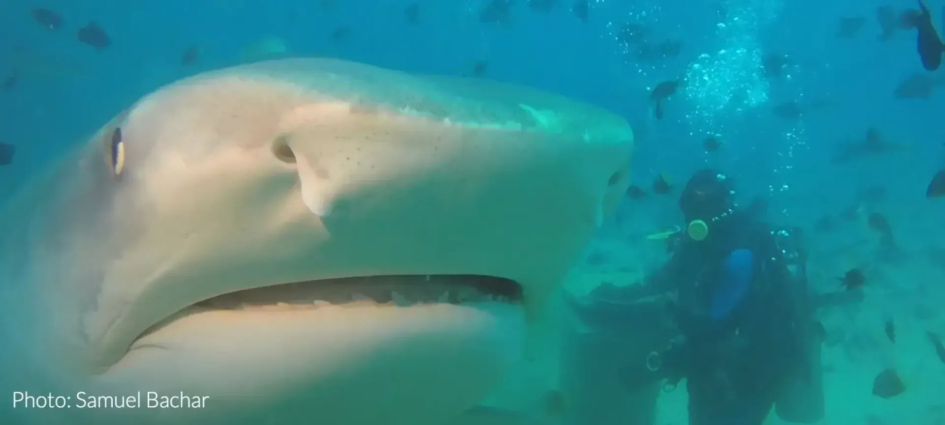 Great white shark swimming underwater near a diver