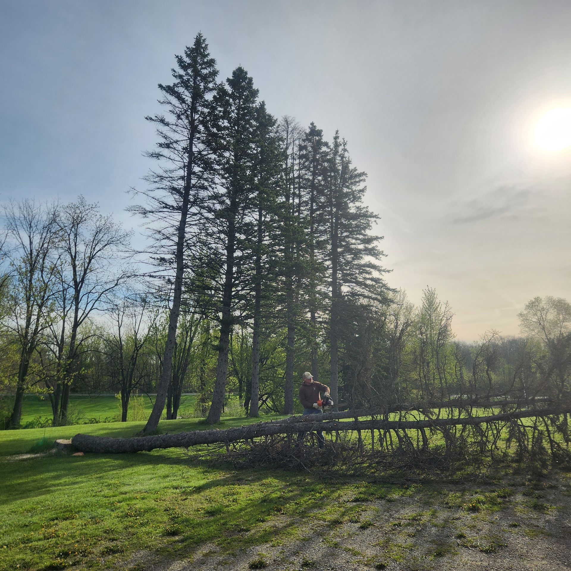 Sunlit park with tall trees, grassy field, and a fallen log in the foreground