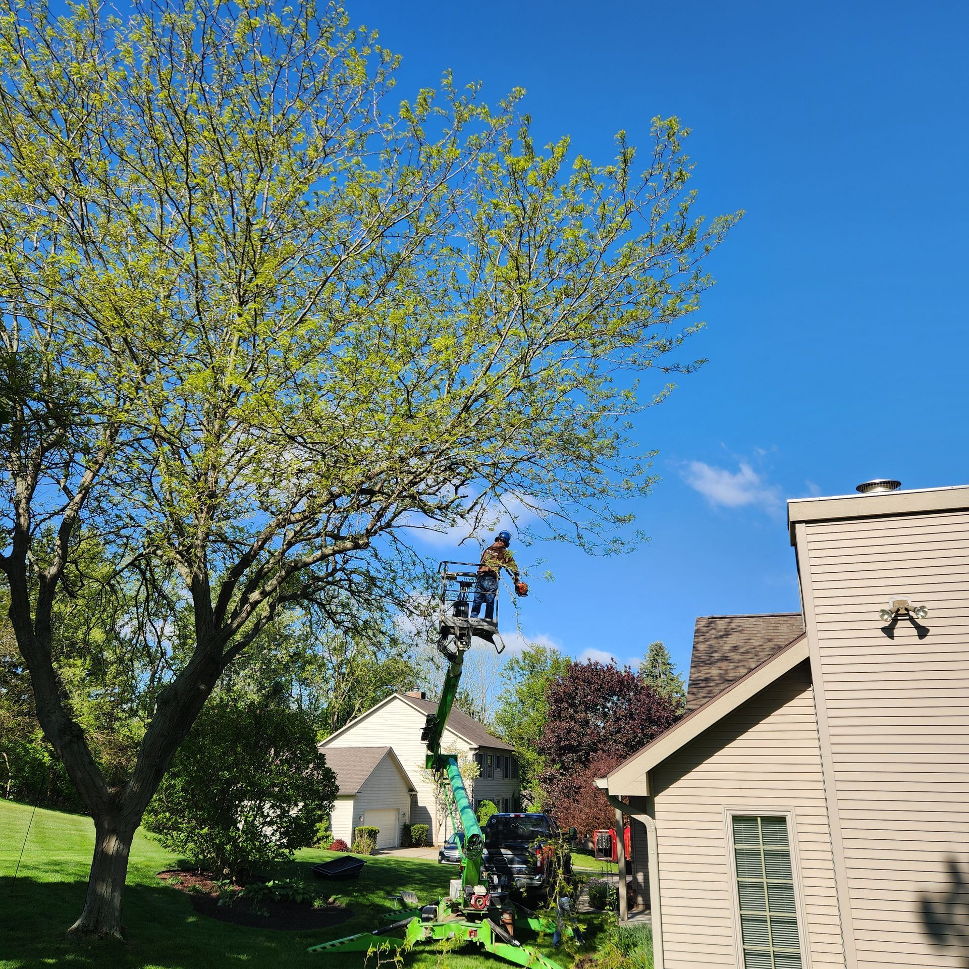 Person trimming a tall tree in a sunny suburban backyard with a blue sky