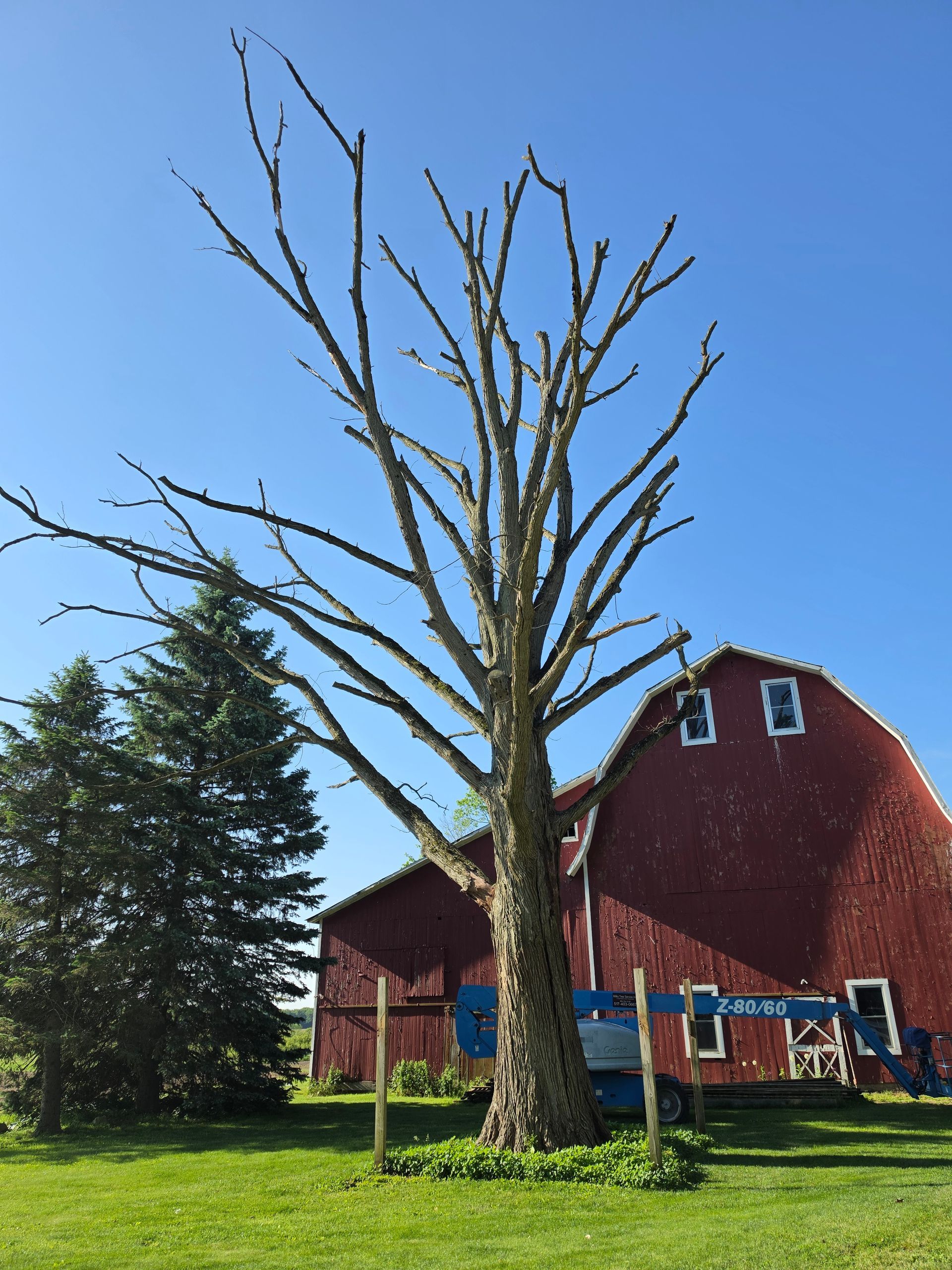 Leafless tree beside a red barn with white-trimmed windows under a blue sky.