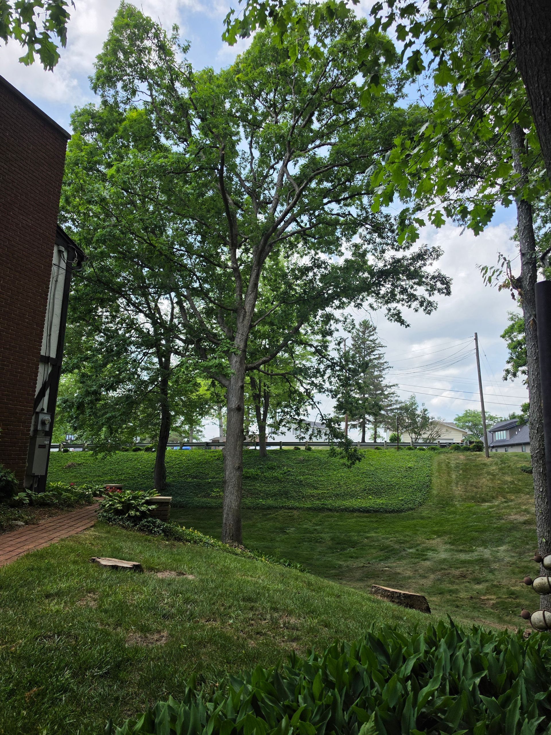 Tree-filled yard with green grass beside a brick building on a cloudy day