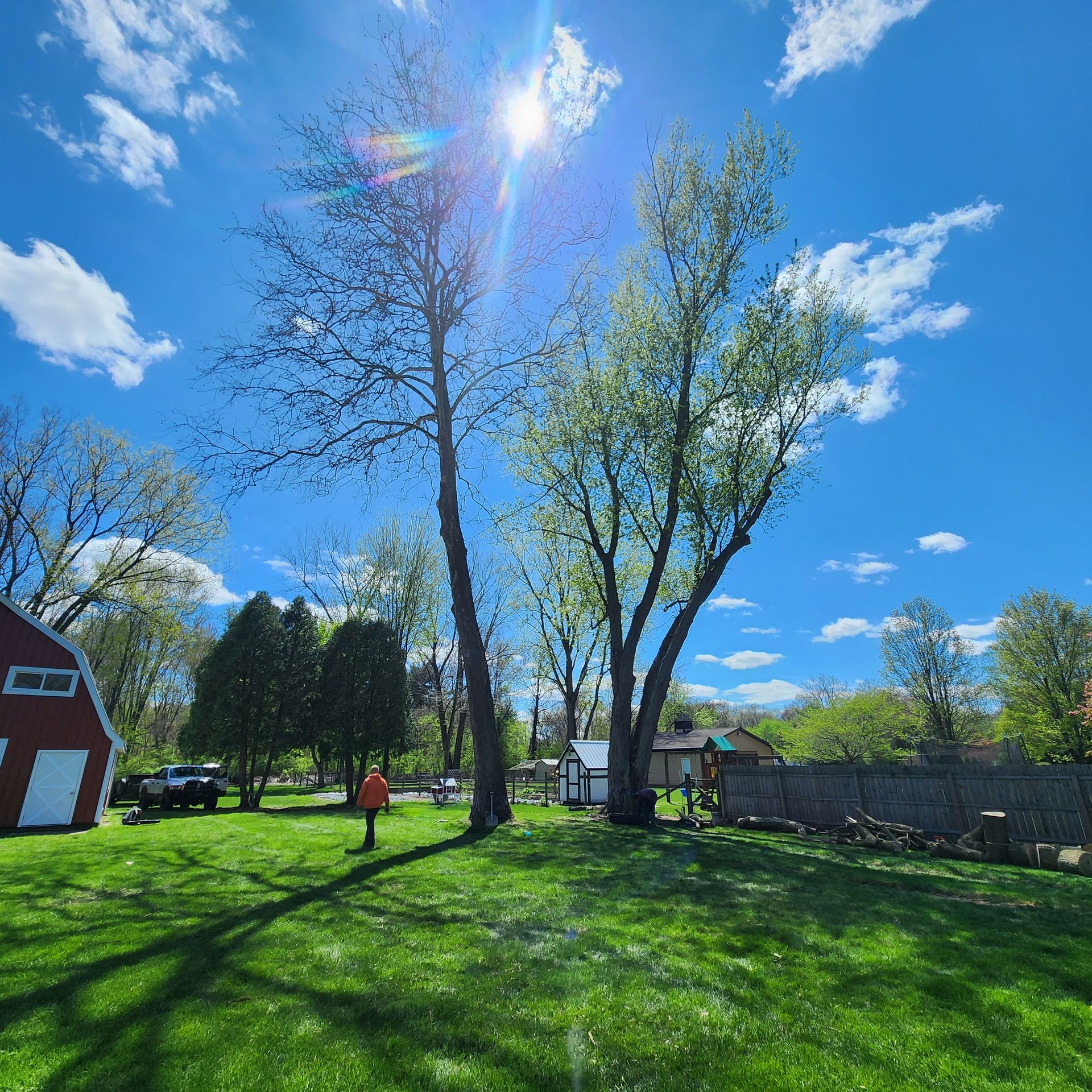 Sunny backyard with tall trees, green lawn, red barn, and bright blue sky with clouds