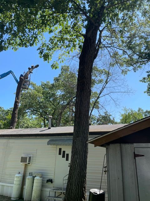 A man is cutting a tree in front of a house.