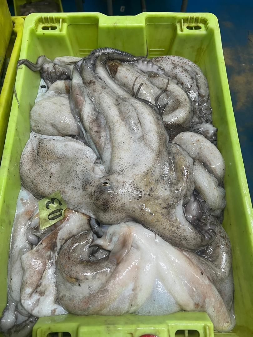 OCTOPUS