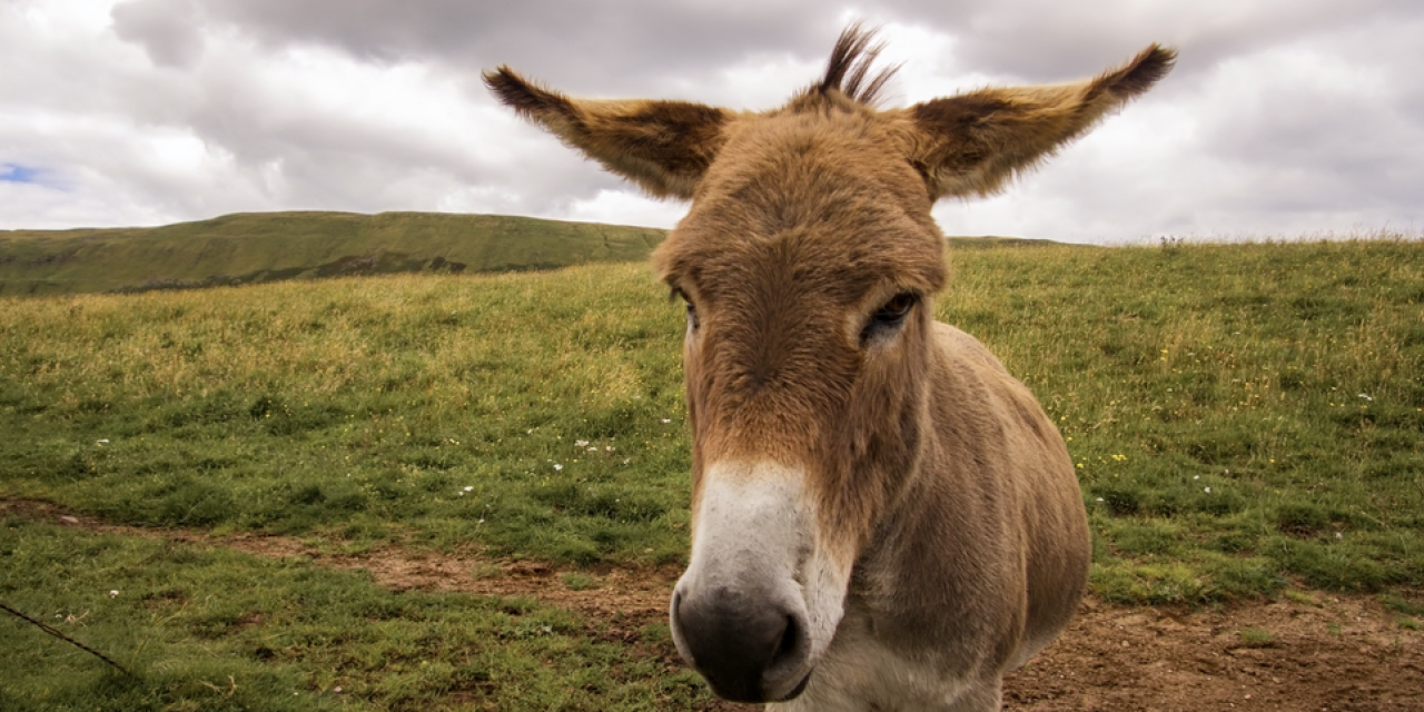 BOOK REVIEW &ndash; SHERMAN THE RUNNER (AND DONKEY)
