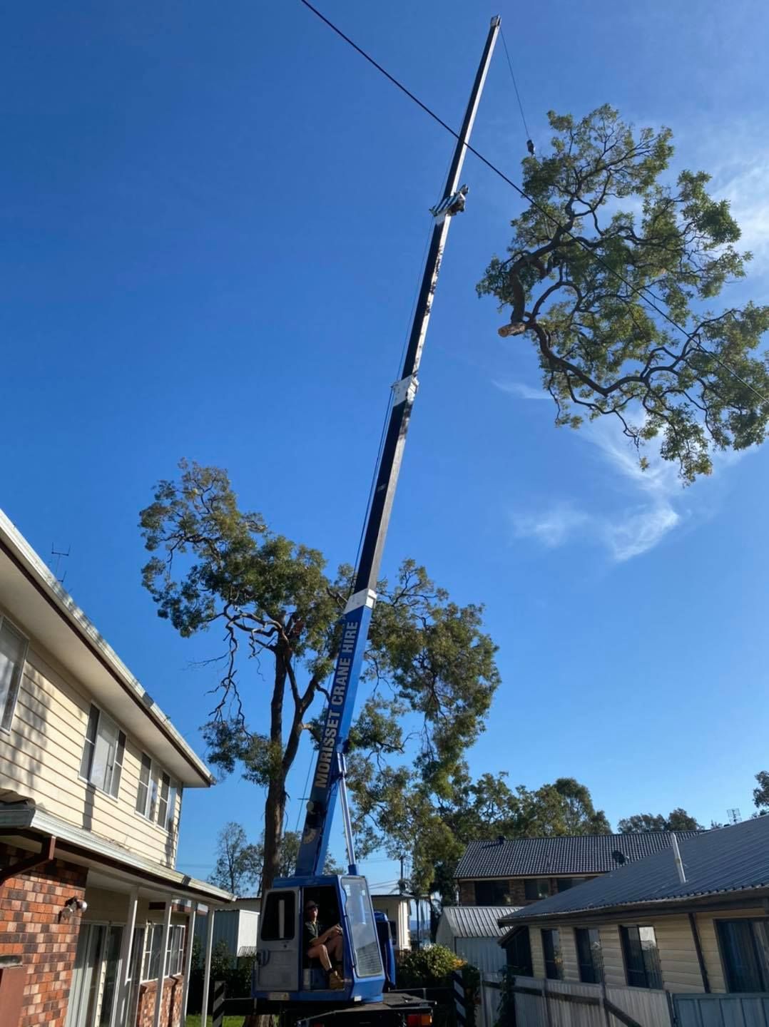 A Crane Lifting a Large Tree Branch Near Houses Under a Blue Sky — Chop n Drop Tree Specialists in Belmont, NSW
