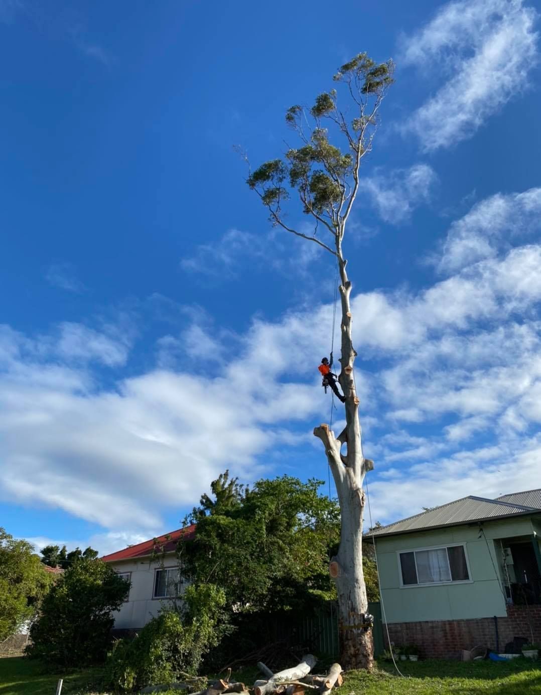 Arborist Cutting Down Tall Tree Next to Houses — Chop n Drop Tree Specialists in Belmont, NSW
