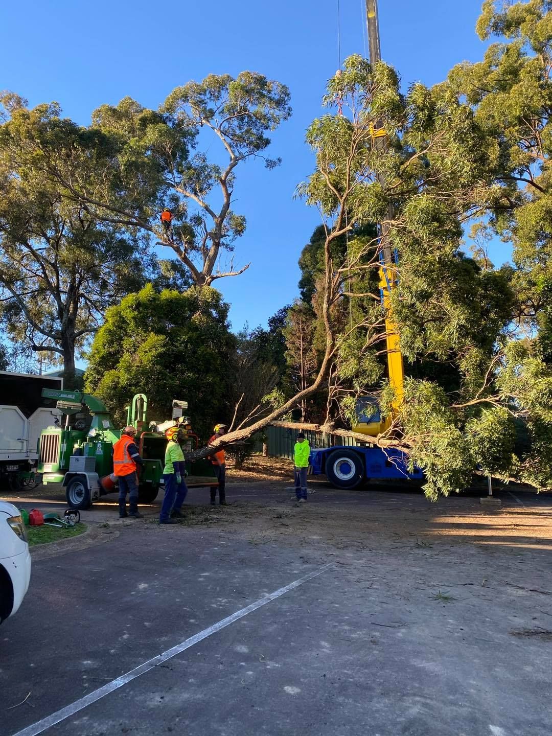 Tree Removal: Workers Using Crane and Chipper — Chop n Drop Tree Specialists in Belmont, NSW