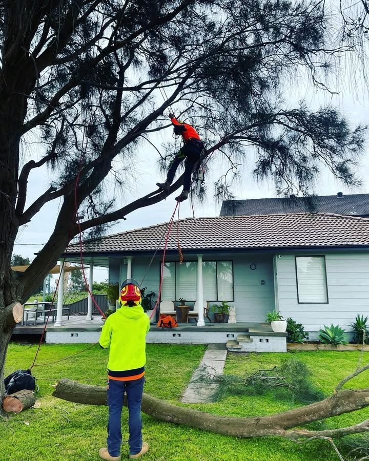 Two Tree Workers Trimming a Tree in Front of a House — Chop n Drop Tree Specialists in Belmont, NSW
