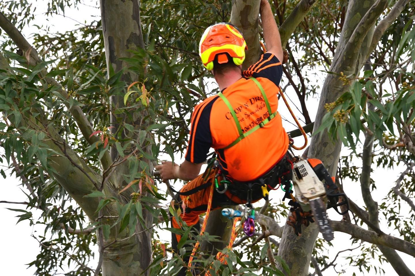 Arborist in Orange Safety Gear, Using a Chainsaw While Climbing a Tree — Chop n Drop Tree Specialists in Belmont, NSW