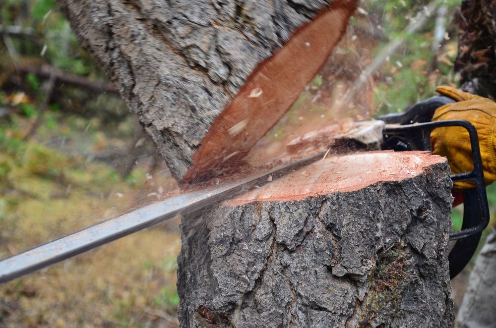 Chainsaw Cutting Through a Tree Trunk. a Gloved Hand Operates the Saw — Chop n Drop Tree Specialists in Cameron Park, NSW