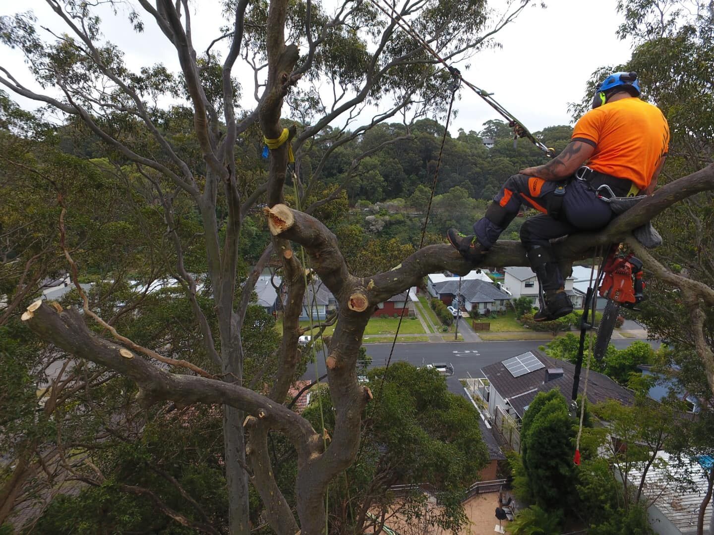 Arborist in Orange Shirt, Perched on a Tree Branch, Cutting Off Limbs — Chop n Drop Tree Specialists in Belmont, NSW