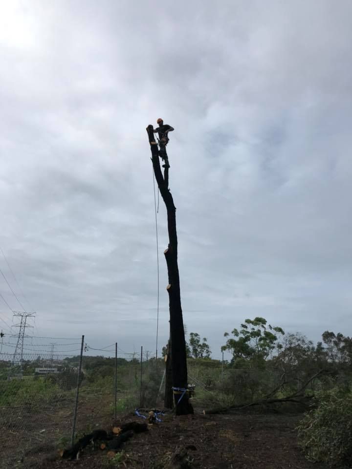 A Person Atop a Tall, Cut Tree Trunk, Preparing to Fell It — Chop n Drop Tree Specialists in Belmont, NSW