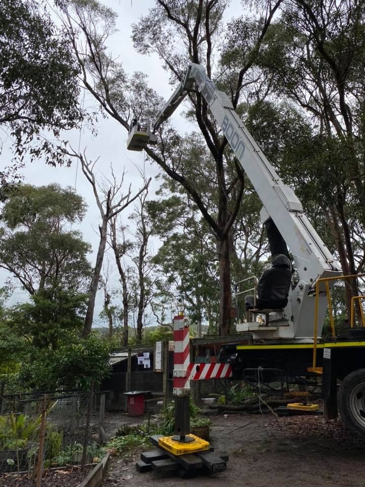 A Tree Service Truck With a Bucket Lift Trimming a Tall Tree in a Backyard — Chop n Drop Tree Specialists in Belmont, NSW
