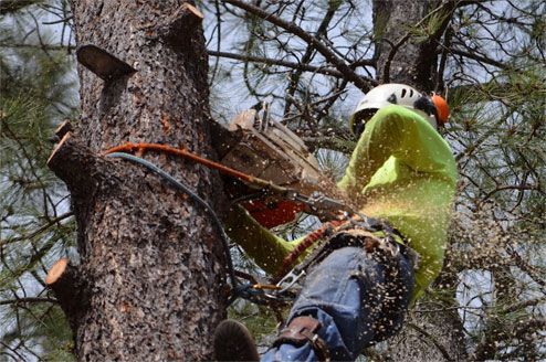 Arborist in a Tree Using a Chainsaw, Wearing Protection, and Safety Harness — Chop n Drop Tree Specialists in Belmont, NSW