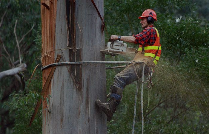 Arborist in Orange Hardhat and Vest Uses a Chainsaw to Cut a Tall Tree Trunk — Chop n Drop Tree Specialists in Belmont, NSW