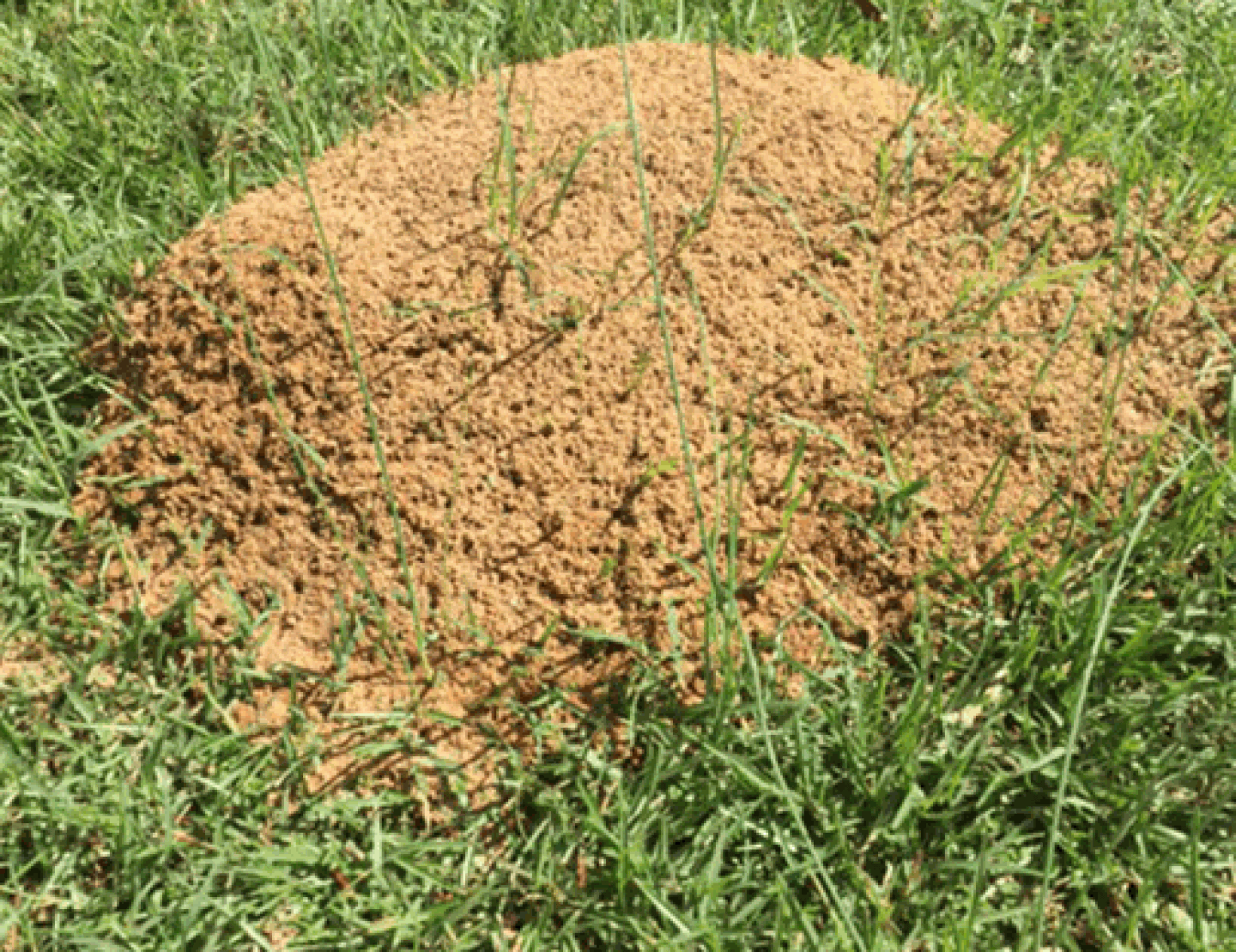 Brown dirt mound in green grass, likely an ant hill.