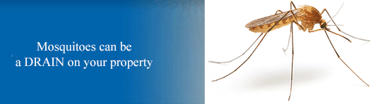 Mosquito graphic next to text: 